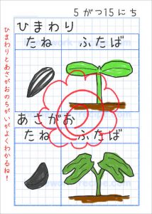 ひまわりとあさがおのたねa