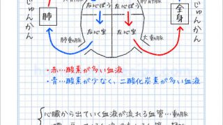 血液と心臓の働きa